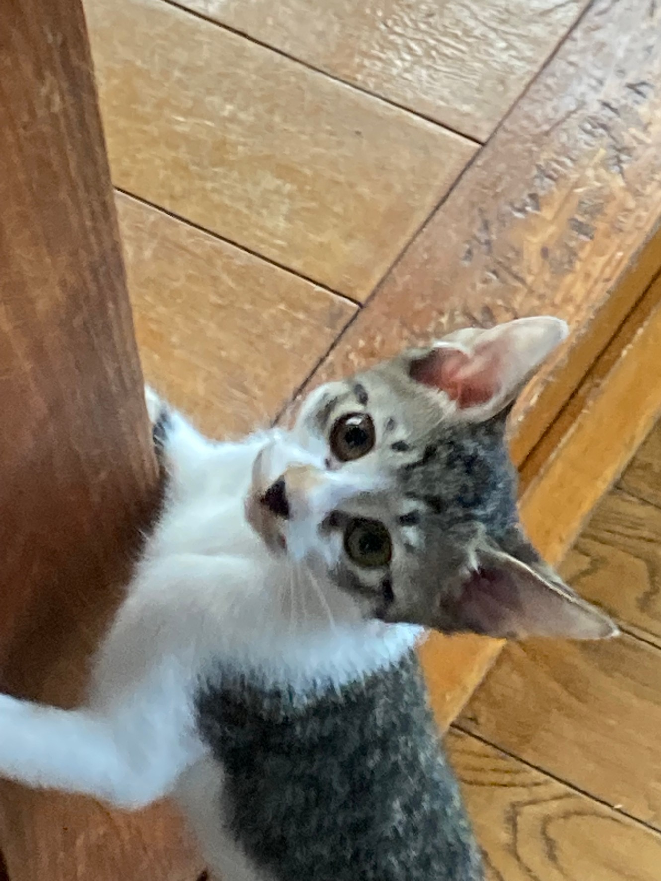 生後3ヶ月の仲良し兄妹