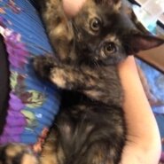 天真爛漫のサビ子猫のマーブル！