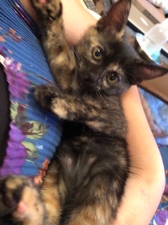 天真爛漫のサビ子猫のマーブル！