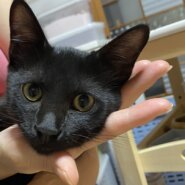 【諸費用全て不要】★お留守番できます★甘えん坊さんでよく食べる♥かぎしっぽ君