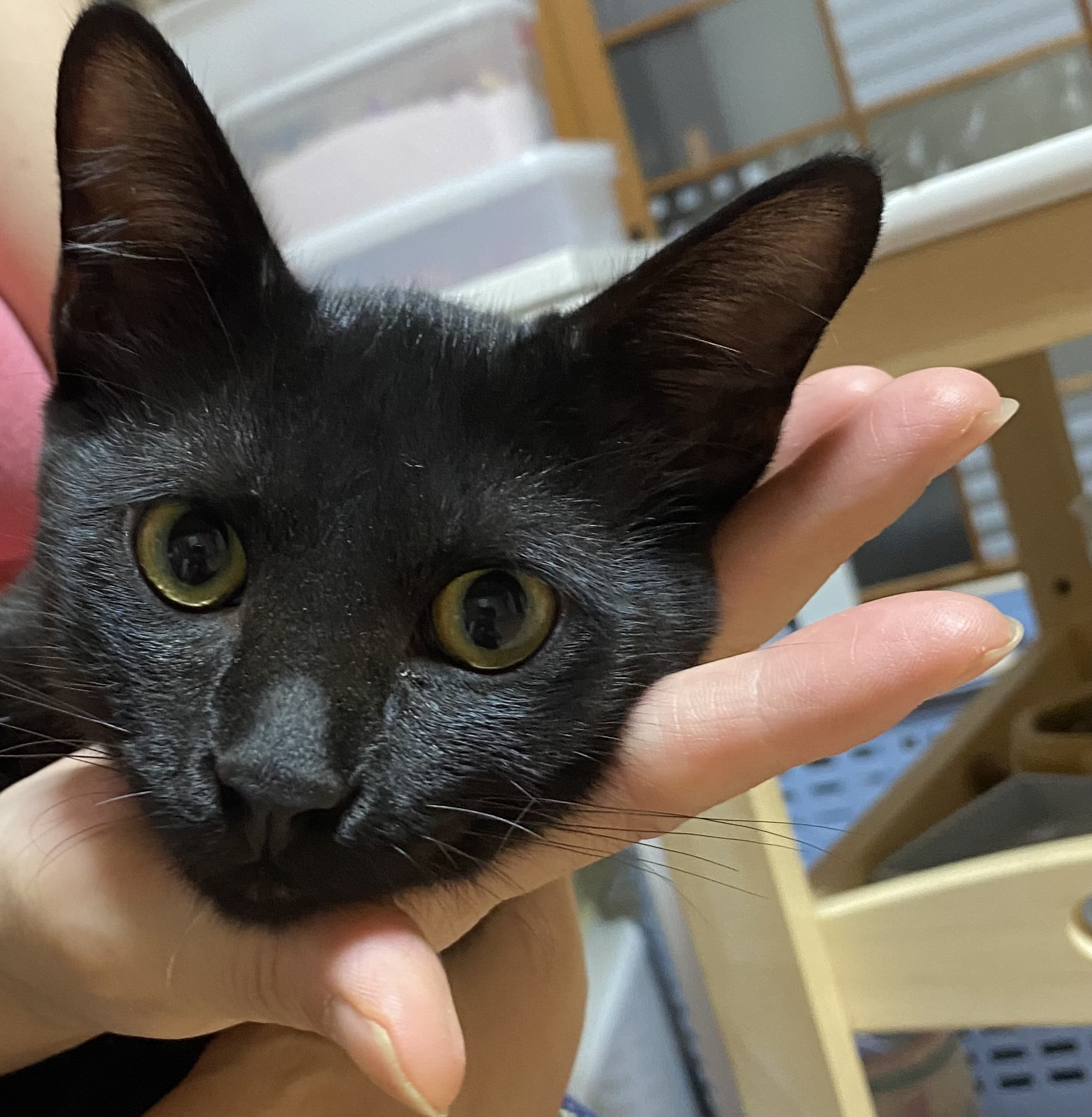 【諸費用全て不要】★お留守番できます★甘えん坊さんでよく食べる♥かぎしっぽ君