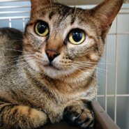 美人キジトラ　お姉やん