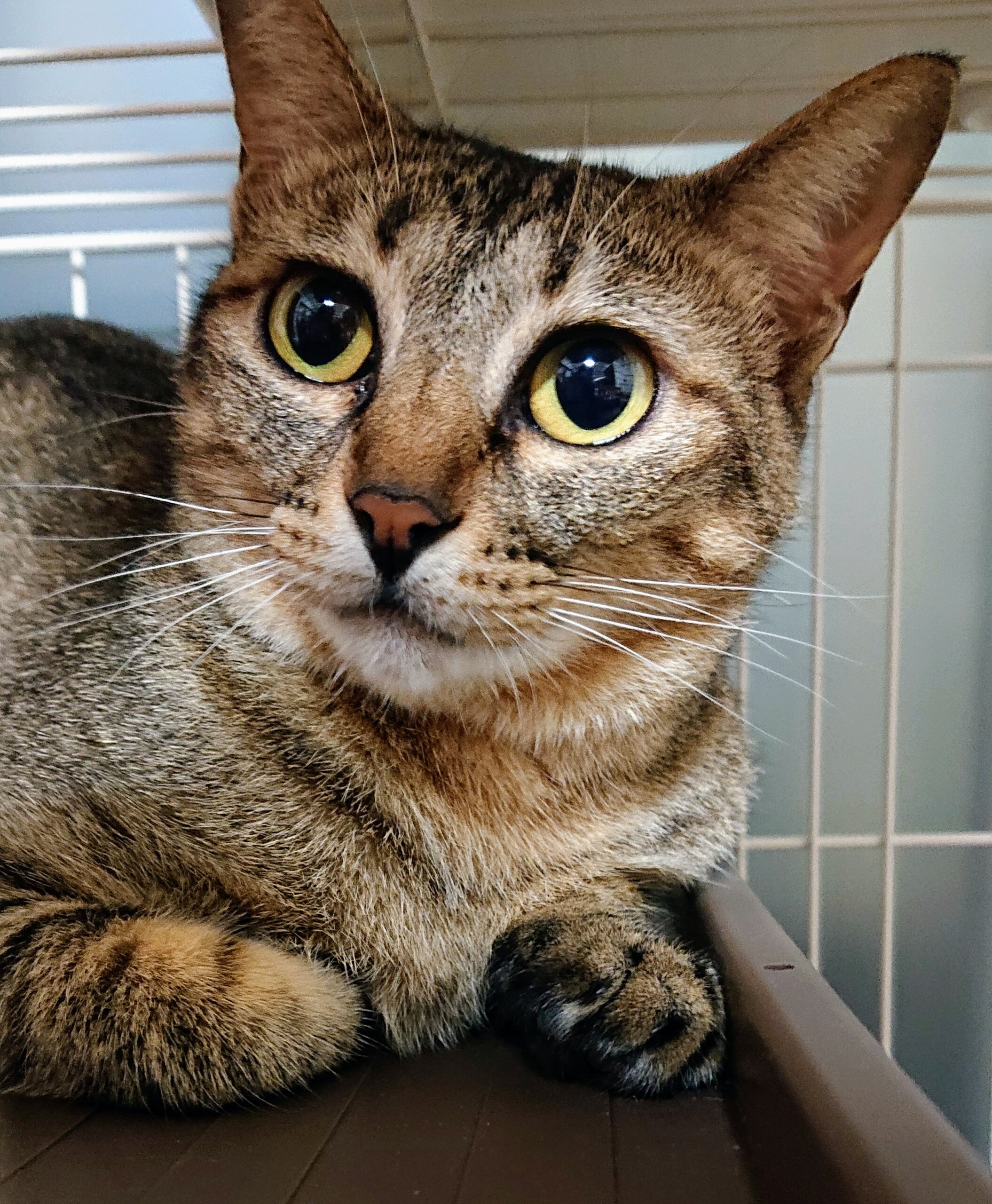 美人キジトラ　お姉やん