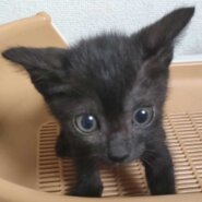 2022年9月13日入所の黒子猫の女の子！