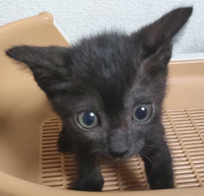 2022年9月13日入所の黒子猫の女の子！