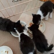 保護子猫のお世話募集　週平日1-2日