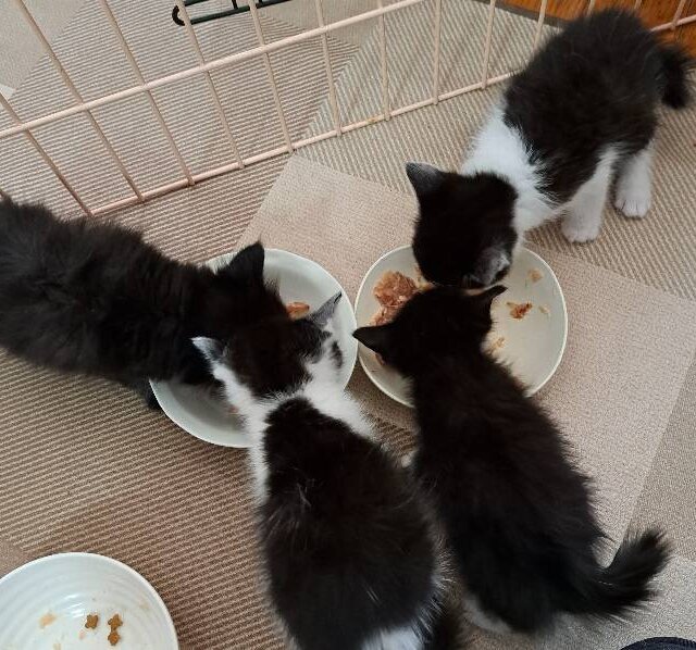 保護子猫のお世話募集　週平日1-2日