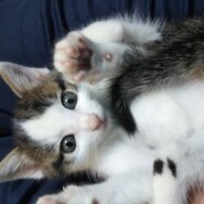 in瀬戸『せともの祭り』2日間連日開催☆子猫の譲渡会2022年9月10日（土）＆11日（日）～ 非営利団体「ちーむ にゃいんず」