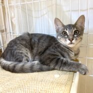 ※動画あり♡らいもん君♡生後4ヶ月のシルバーグレーのイケメン♡