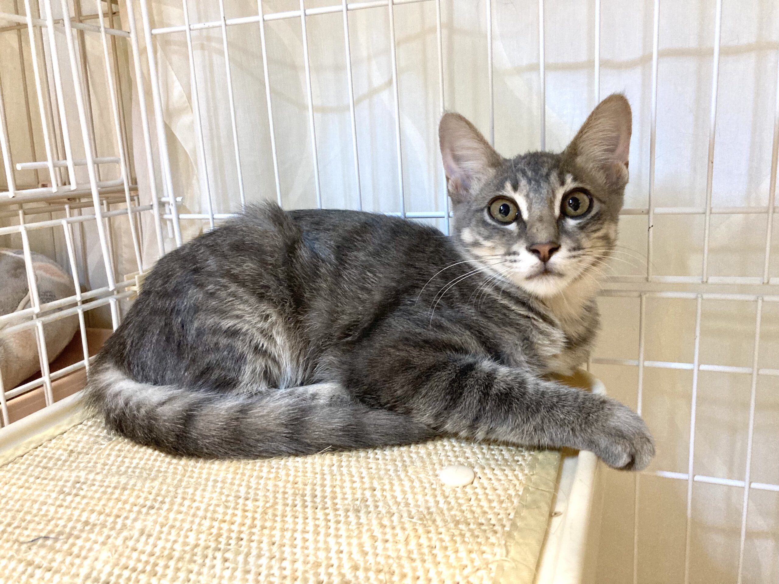 ※動画あり♡らいもん君♡生後4ヶ月のシルバーグレーのイケメン♡