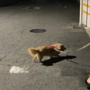 Mダックスmix男の子5歳