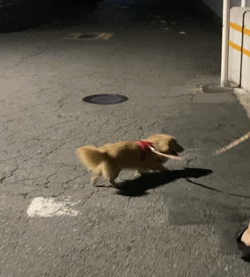 Mダックスmix男の子5歳