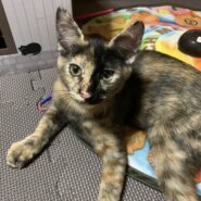 人懐こいサビ猫女の子