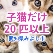 子猫20匹！？もっと増える？／みよし市