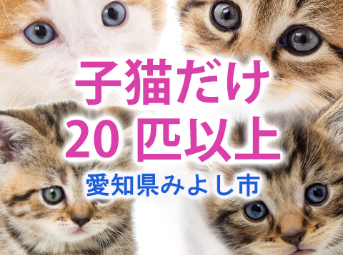 子猫20匹！？もっと増える？／みよし市