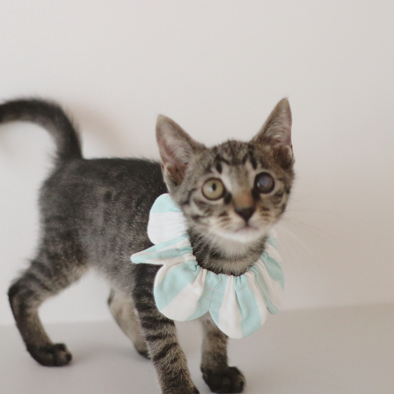 生後3ヶ月の甘えん坊子猫(男の子)