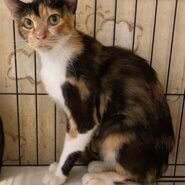 ママになった三毛猫