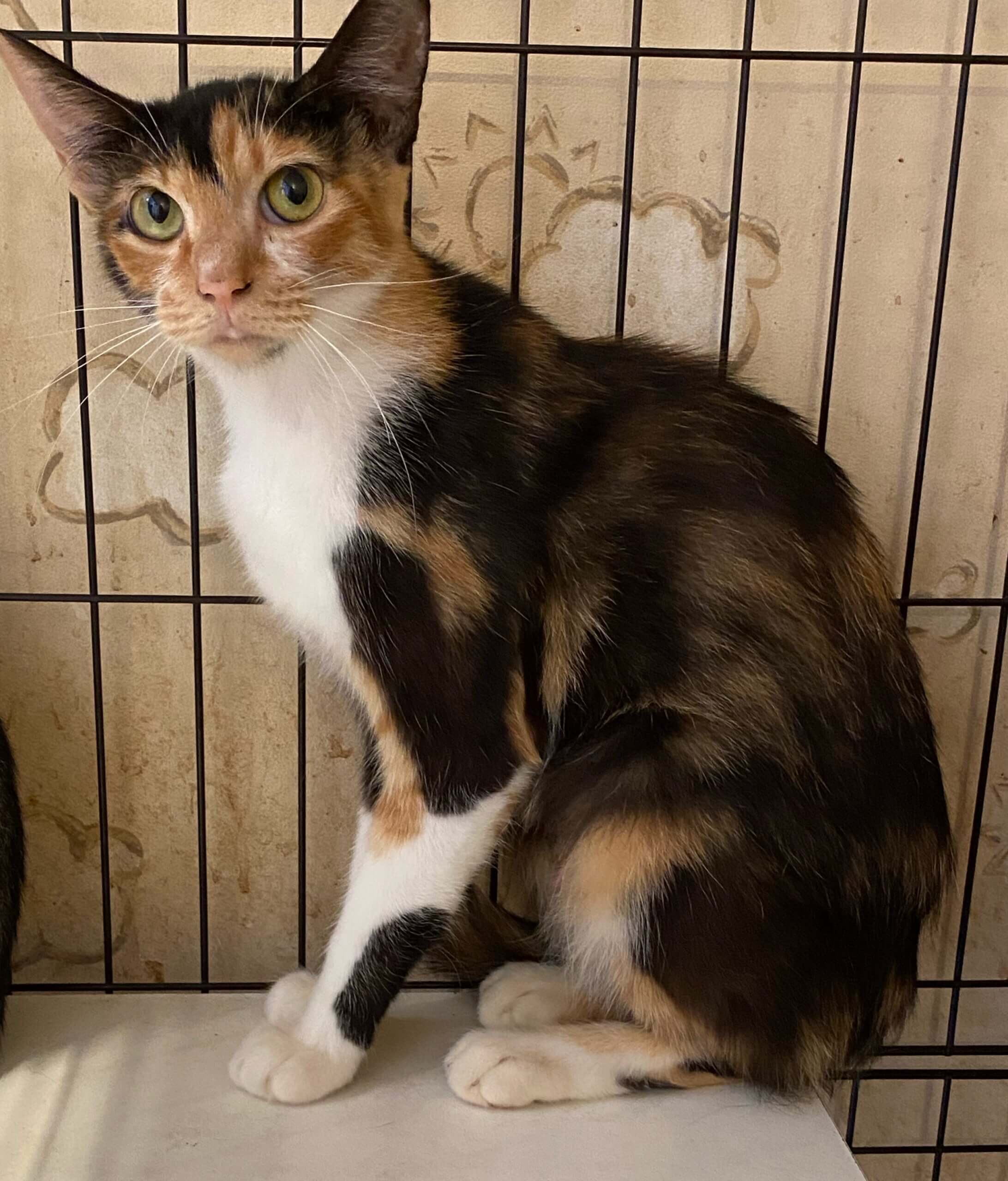 ママになった三毛猫