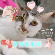 愛情深い優しい猫ちゃん里親募集中！