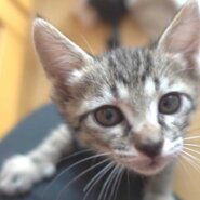 かわいいキジトラの子猫の女の子！