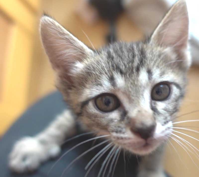 かわいいキジトラの子猫の女の子！