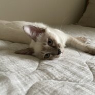 生後4ヶ月の子猫