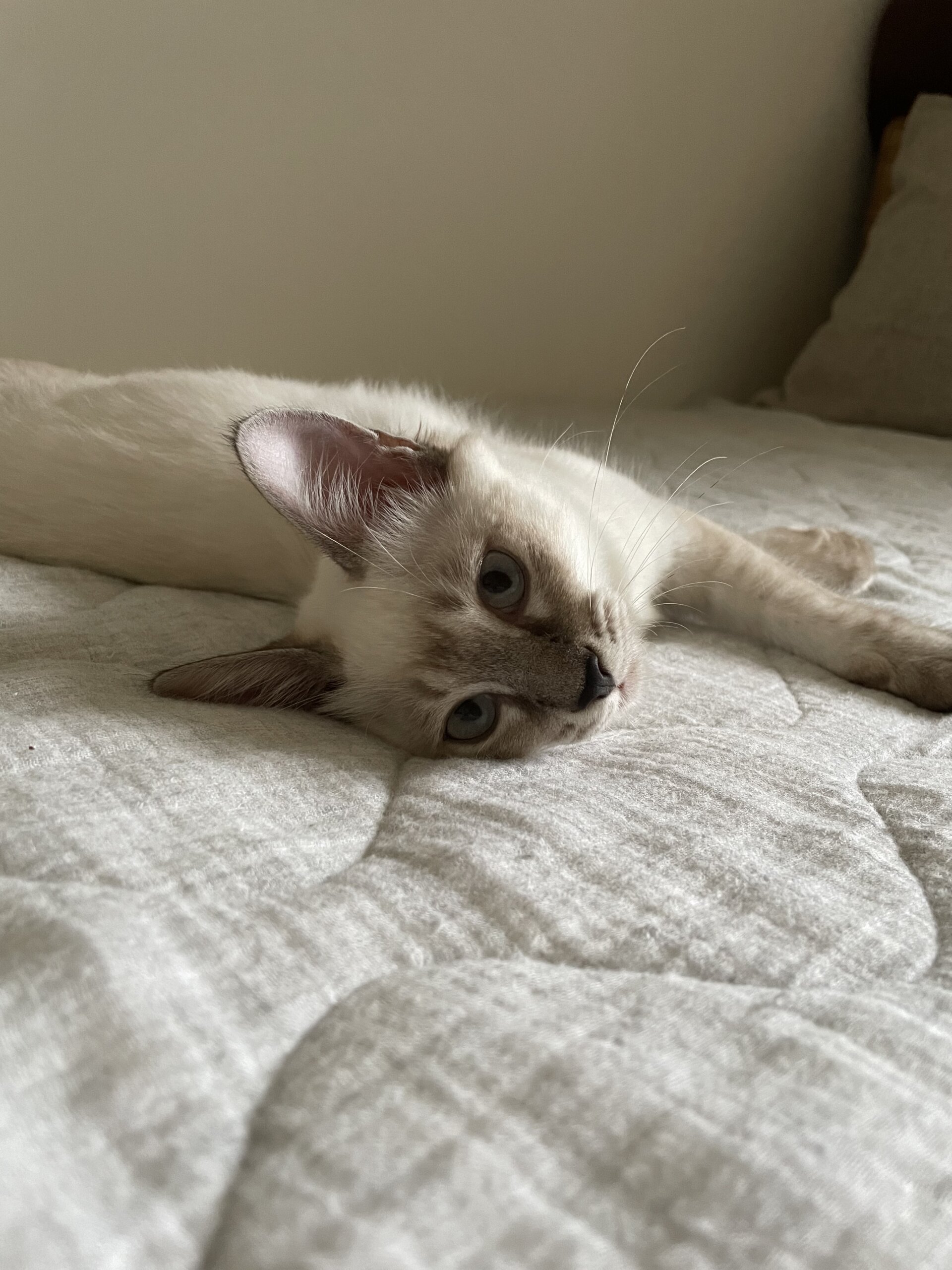 生後4ヶ月の子猫