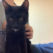 【諸費用全て不要】★お留守番できます★人馴ればっちり！甘え上手でよく遊びます