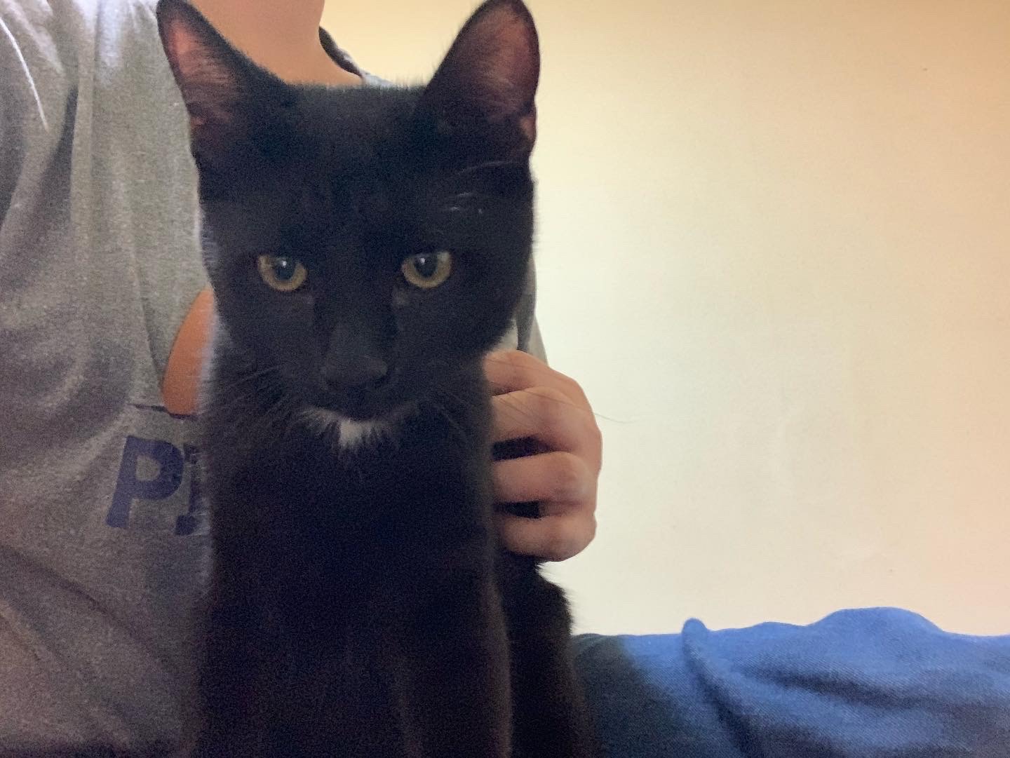 【諸費用全て不要】★お留守番できます★人馴ればっちり！甘え上手でよく遊びます