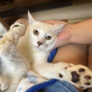 ビビりな甘えん坊ボーイのパール！