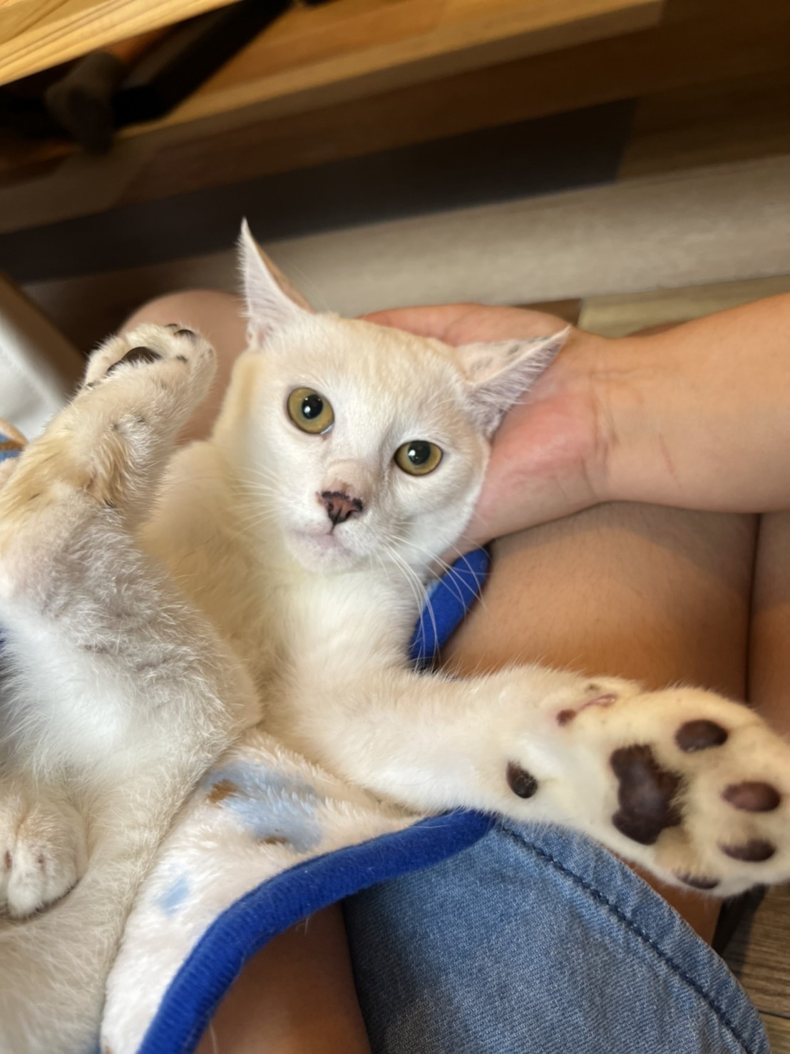 ビビりな甘えん坊ボーイのパール！