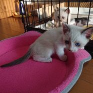 青い目シャム系おっとり君✨