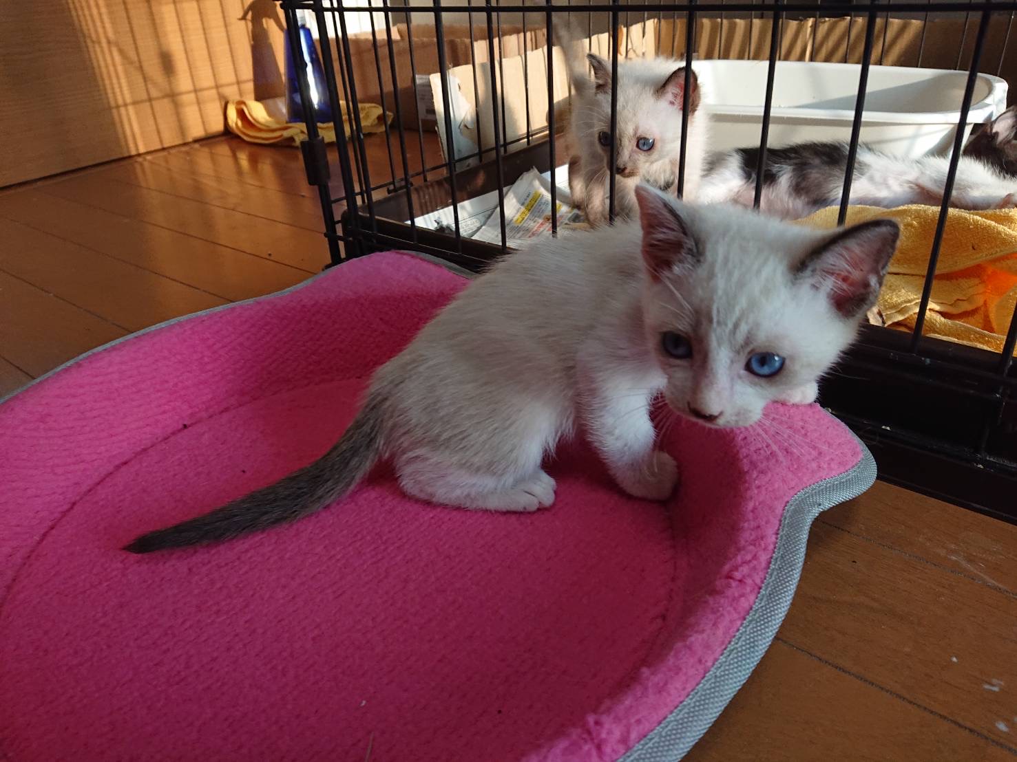 青い目シャム系おっとり君✨