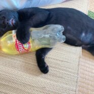 生後5ヶ月ぐらいの子猫♂