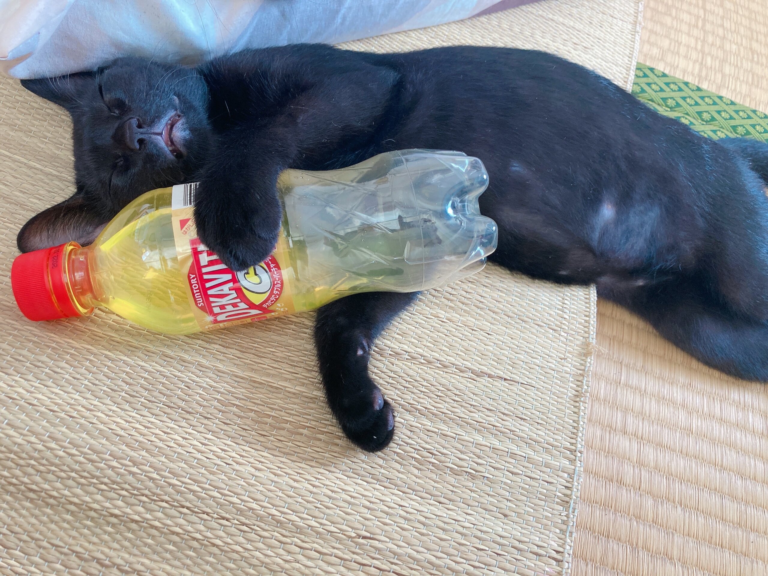 生後5ヶ月ぐらいの子猫♂