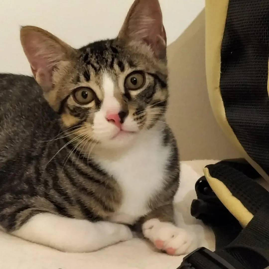 キジ多めキジ白くん♂糸島市