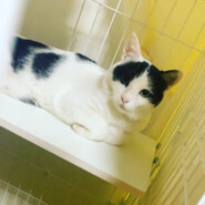 2歳の甘えん坊なハチワレ・牛柄の男の子