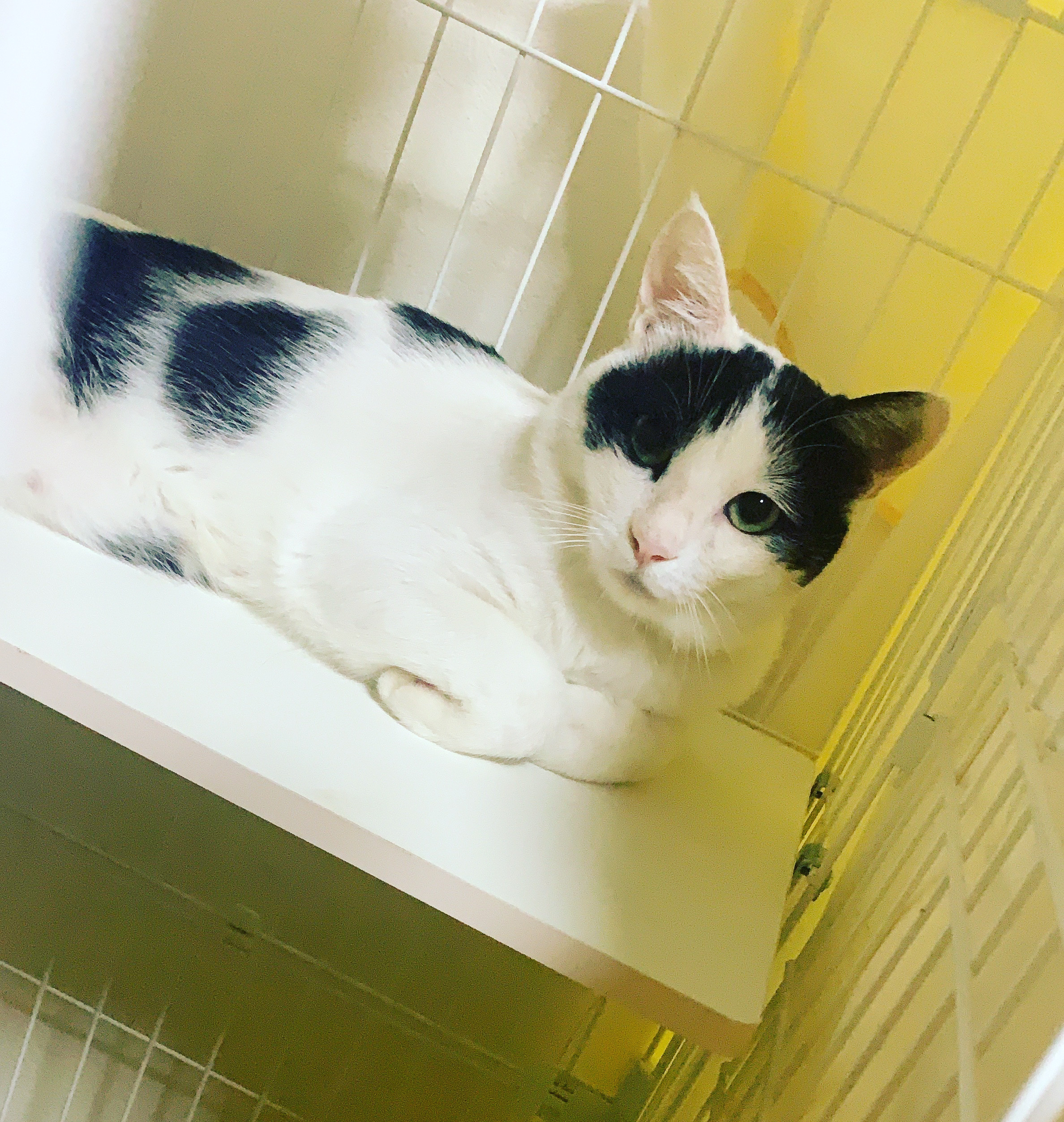 2歳の甘えん坊なハチワレ・牛柄の男の子