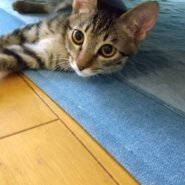 in豊明市～子猫が大集合！保護猫の譲渡会2022年9月17日（土）～ 非営利団体「ちーむ にゃいんず」