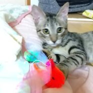 in瀬戸市~子猫大集合！保護猫の譲渡会2022年10月1日（土）～ 非営利団体「ちーむ にゃいんず」