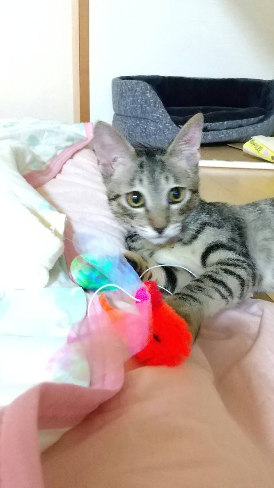 in瀬戸市~子猫大集合！保護猫の譲渡会2022年10月1日（土）～ 非営利団体「ちーむ にゃいんず」