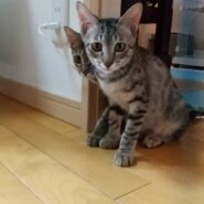 in豊明市~子猫大集合！保護猫の譲渡会2022年10月1日（土）～ 非営利団体「ちーむ にゃいんず」