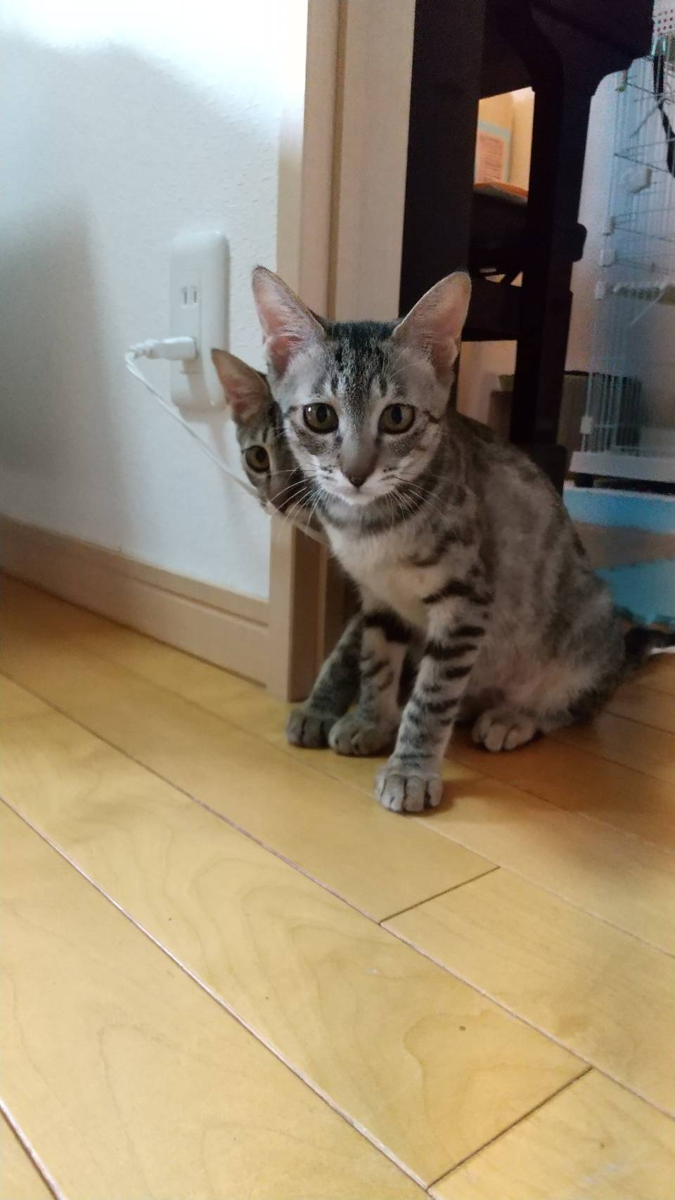 in豊明市~子猫大集合！保護猫の譲渡会2022年10月1日（土）～ 非営利団体「ちーむ にゃいんず」