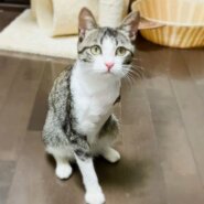 片腕のやおき君（糸島市）