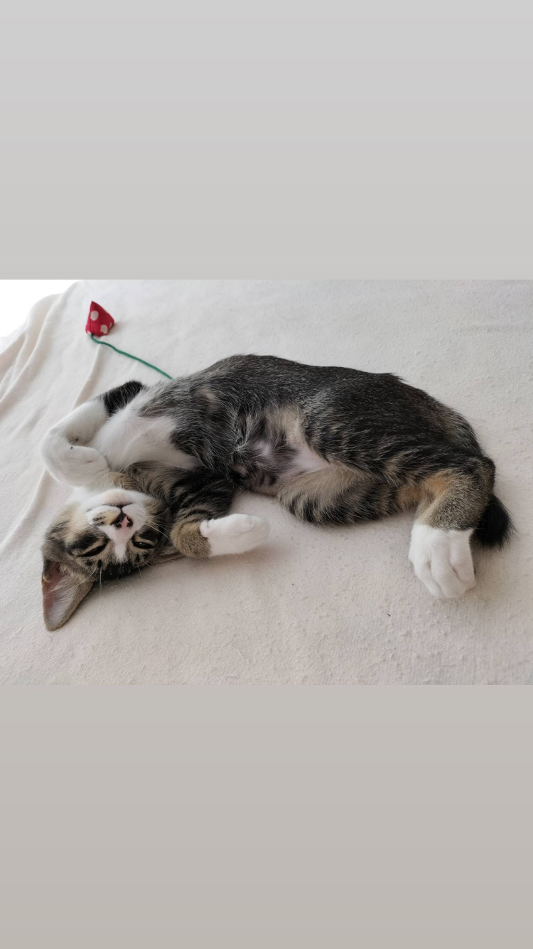 お耳の大きな4か月（糸島市）