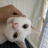 ナデナデ大好きで穏やかな白猫ちゃん！