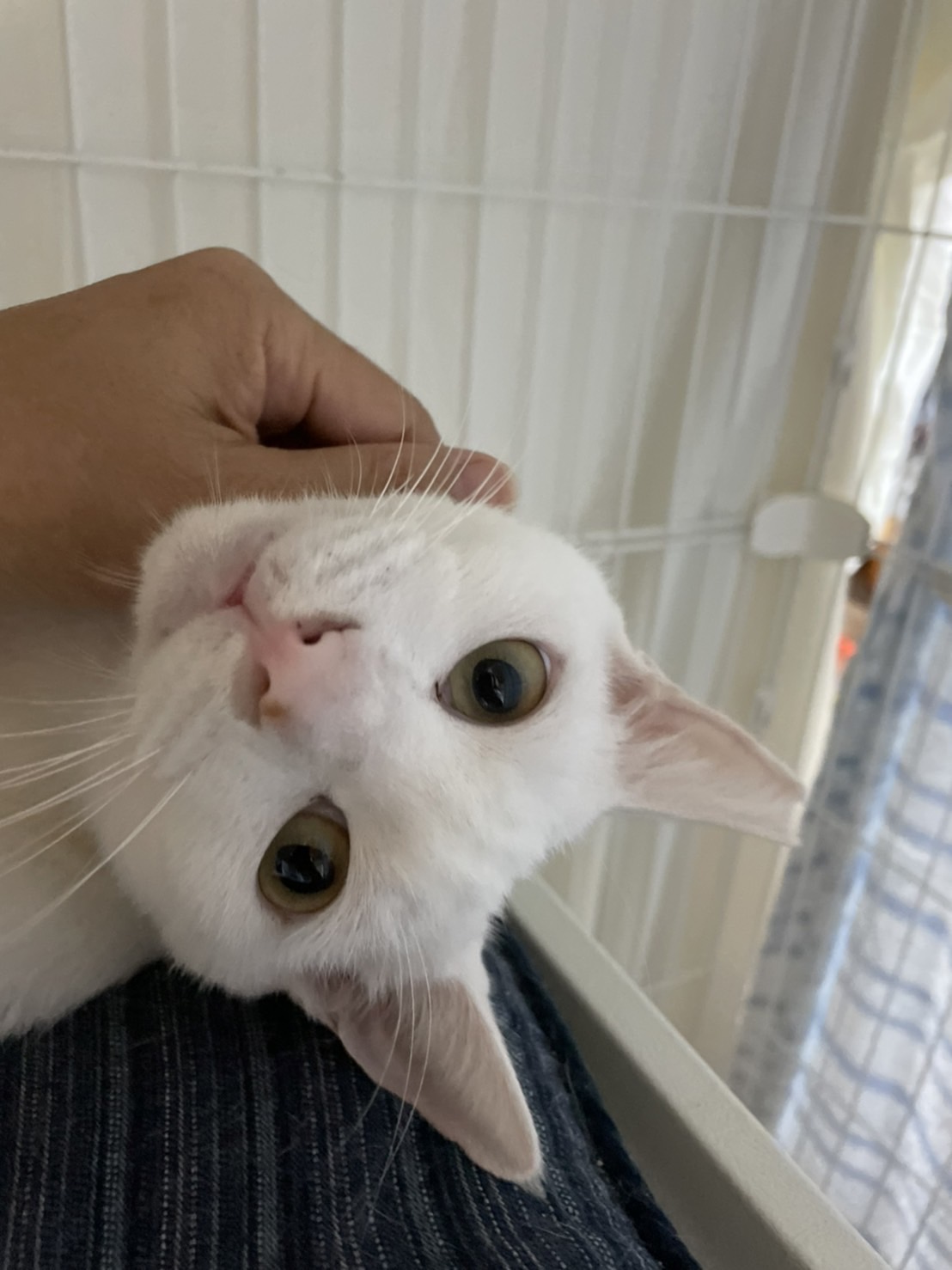 ナデナデ大好きで穏やかな白猫ちゃん！