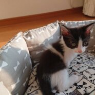 小柄、女の子らしいハチワレちゃん💕