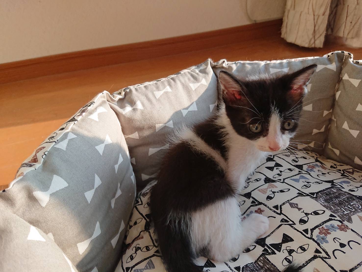 小柄、女の子らしいハチワレちゃん💕