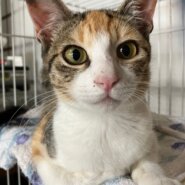 猫初心者さまでも大丈夫‼️猫にも人にもフレンドリーです✨